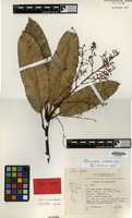 Isotype of Mangifera collina Kosterm. [family ANACARDIACEAE]