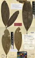Isotype of Mangifera rumphii Pierre [family ANACARDIACEAE]