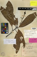 Isolectotype of Mangifera similis Blume [family ANACARDIACEAE]