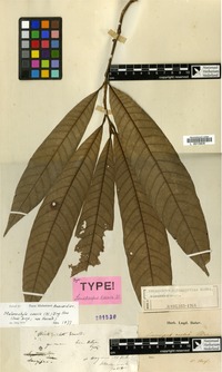 Syntype of Semecarpus caesia Blume [family ANACARDIACEAE]