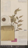 Isotype of Dapania pentandra Capuron [family OXALIDACEAE]
