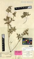 Isolectotype of Geranium subulatostipulatum R.Knuth [family GERANIACEAE]