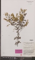 Isotype of Acacia chinchillensis Tindale [family LEGUMINOSAE-MIM.]