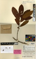 Isotype of Litsea breviumbellata C.K.Allen [family LAURACEAE]