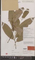 Holotype of Knema riangensis W.J.de Wilde [family MYRISTICACEAE]