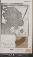 Isotype of Knema squamulosa W.J.de Wilde [family MYRISTICACEAE]