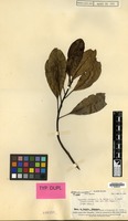 Isotype of Degeneria vitiensis I.W.Bailey & A.C.Sm. [family DEGENERIACEAE]