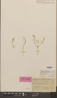 Isotype of Hermbstaedtia capitata Schinz [family AMARANTHACEAE]