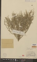 Syntype of Chenopodium hubbardii Aellen [family CHENOPODIACEAE]