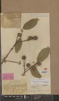 Isolectotype of Castanopsis nephelioides King ex Hook.f. [family FAGACEAE]