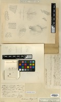 Type of Trichomanes motleyi Bosch [family PTERIDOPHYTA]
