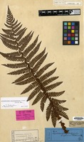 Syntype of Aspidium polyblepharum Roem. ex Kunze [family DRYOPTERIDACEAE]