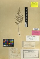 Isotype of Davallia pinnata Cav. [family PTERIDOPHYTA]