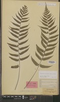 Syntype of Asplenium wichurae Mett. [family PTERIDOPHYTA]