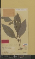 Syntype of Brachytome scortechinii King & Gamble [family RUBIACEAE]