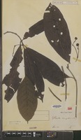 Syntype of Pavetta macroptera Miq. [family RUBIACEAE]