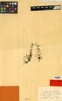 Isotype of Bulbophyllum montanum Schltr. [family ORCHIDACEAE]