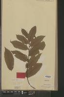 Original material of Castanea crenata Siebold & Zucc. [family FAGACEAE]