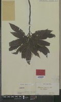 Original material of Castanea crenata Siebold & Zucc. [family FAGACEAE]