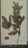 Lectotype of Castanea crenata Siebold & Zucc. [family FAGACEAE]