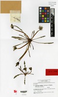 Isotype of Taraxacum madidum Kirschner & Štepánek [family COMPOSITAE]