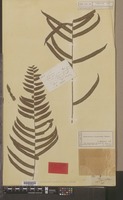 Type of Aspidium biserratum Sw. [family DRYOPTERIDACEAE]