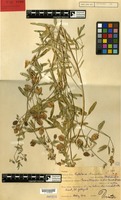Isolectotype of Crotalaria barnabassii Dinter ex Baker f. [family LEGUMINOSAE-PAP.]