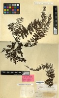 Type of Trichomanes auriculatum Blume [family PTERIDOPHYTA]