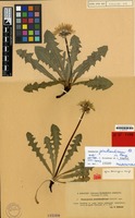 Isolectotype of Taraxacum jemtlandicum Dahlst. [family COMPOSITAE]