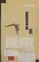 Isotype of Lindsaea repanda Kunze [family PTERIDOPHYTA]