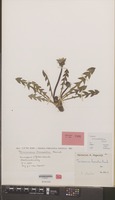 Isotype of Taraxacum hamatulum Hagend., Soest & Zevenb. [family COMPOSITAE]