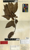 Type of Randia oxyodonta Drake [family RUBIACEAE]