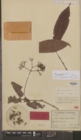 Isotype of Ixora coleopoda K.Schum. & Lauterb. [family RUBIACEAE]