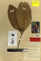 Isotype of Ixora paradoxalis Bremek. [family RUBIACEAE]