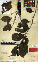 Holotype of Sarcocephalus junghuhnii Miq. [family RUBIACEAE]