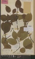 Type of Nauclea racemosa Siebold & Zucc. [family RUBIACEAE]