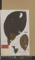 Isotype of Greenea hirsuta Elmer [family RUBIACEAE]