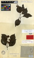 Isotype of Ecdysanthera schrieckii Van Heurck & Müll.Arg. [family APOCYNACEAE]