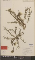 Type of Taraxacum commixtum G.E.Haglund f. bifuratum Hagend., Soest & Zevenb. [family COMPOSITAE]
