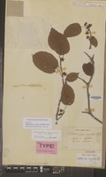 Type of Trochostigma arguta Siebold & Zucc. [family ACTINIDIACEAE]
