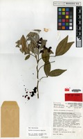 Isotype of Arytera dictyoneura S.T.Reynolds [family SAPINDACEAE]