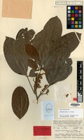 Holotype of Arytera musca H.Turner [family SAPINDACEAE]
