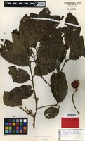 Type of Elattostachys goropuensis Adema [family SAPINDACEAE]