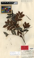 Isotype of Guioa crenifoliola Merr. & L.M.Perry [family SAPINDACEAE]
