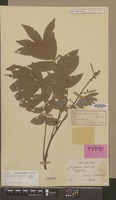 Syntype of Erioglossum edule (Blume) Blume var. album Blume [family SAPINDACEAE]