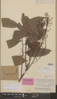 Isotype of Mischocarpus macrobotrys Merr. & L.M.Perry [family SAPINDACEAE]
