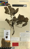 Holotype of Rhysotoechia multiscapa Etman [family SAPINDACEAE]
