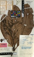Type of Mangifera decandra Hou [family ANACARDIACEAE]