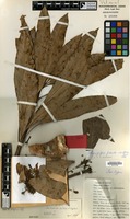 Isotype of Mangifera pseudoindica Kosterm. [family ANACARDIACEAE]
