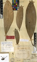 Isotype of Mangifera rumphii Pierre [family ANACARDIACEAE]